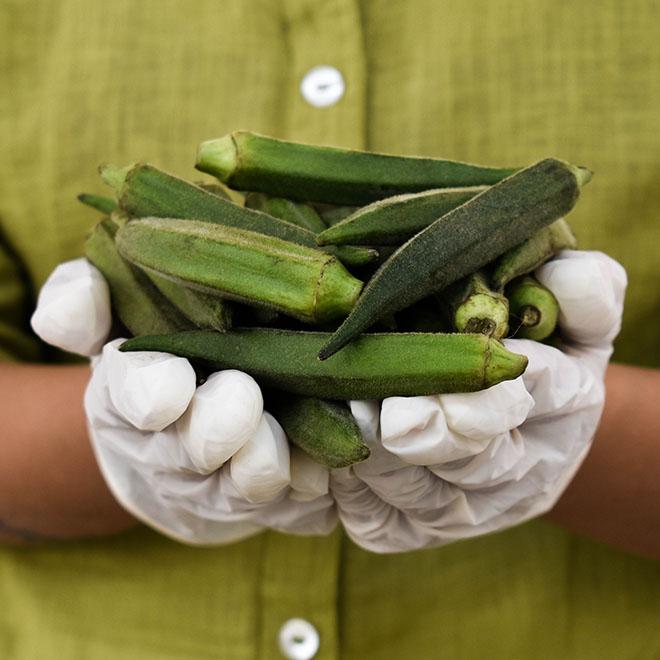 Okra (Bhindi)