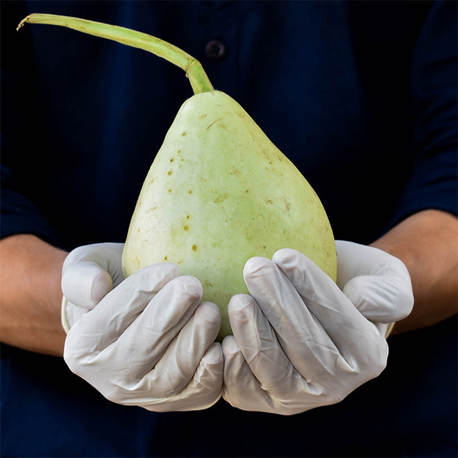 Ghiya (Round Bottle Gourd)