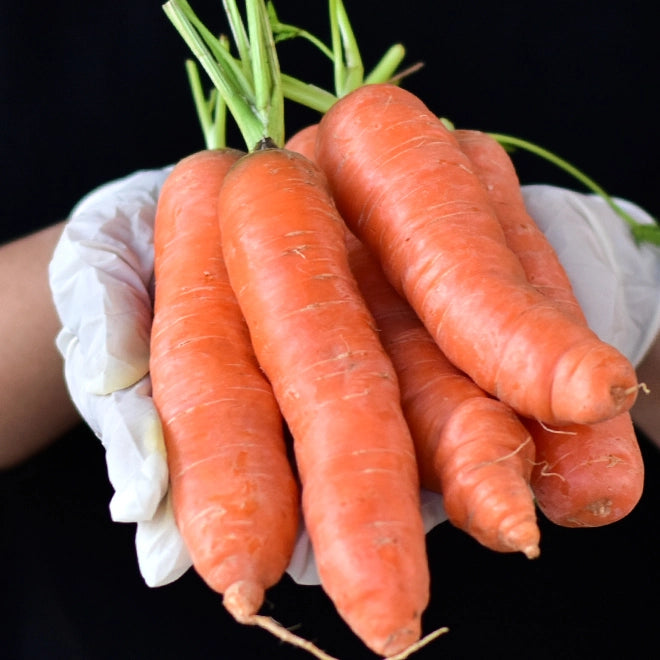 Carrot (Gajar) - Orange